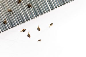 FAQ fleas