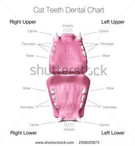 FAQ teeth